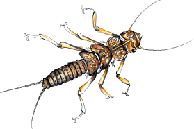 Perla stonefly